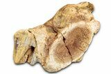 Fossil Spinosaurus Cervical Vertebra - Morocco #342281-2